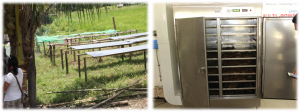 The traditional drying facility (left) and the newly launched Multi-Porpuse 